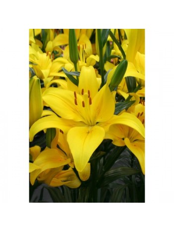 Лилиум 'Yellow County" LL148